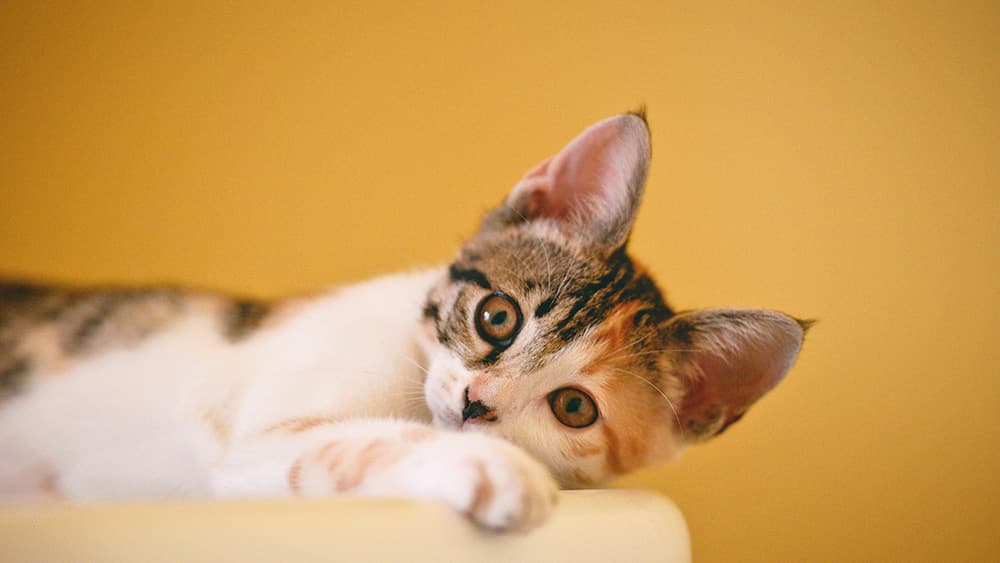 picture of kitten laying down with yellow background