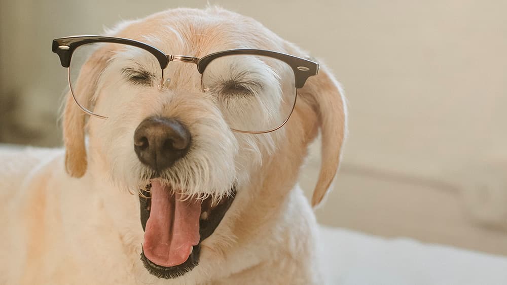 image of golden labrador wearing glasses